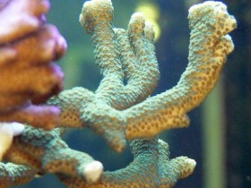 Montipora