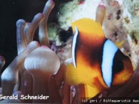 Anemonenfisch im zentrum