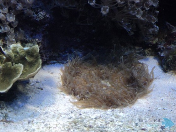 Heteractis Aurora