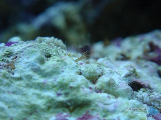 Polyp.jpg