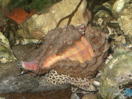 Tarentinisches Bündelhorn, Gattung Cymatium
