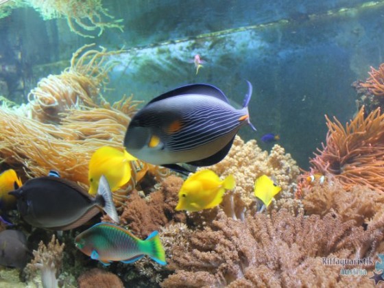 Fischfamilie.JPG