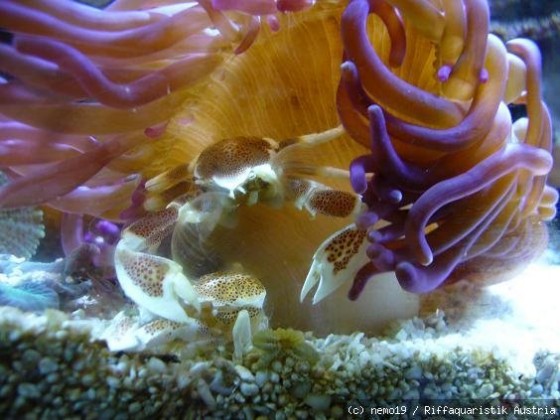 anemone mit krabbe