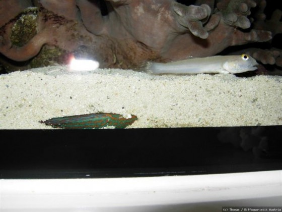 Lippfisch