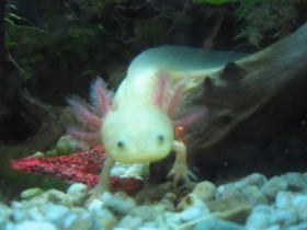 Axolotl