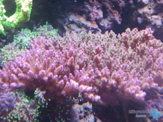 2012-11-05 13.31.14.jpg