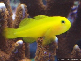 Gobiodon okinawae