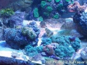 linker aquariumbereich