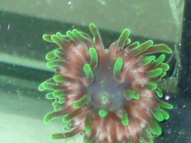 manjano