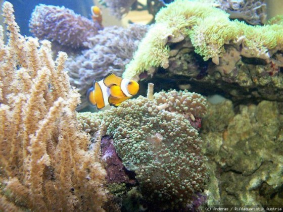 Beckenausschnitt mit Anemone und Amphiprion