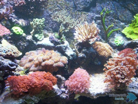 K1024_Aquarium 043.JPG