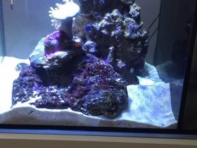 Maschblenny2