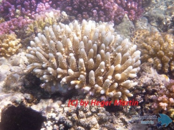 Acropora Humilis!