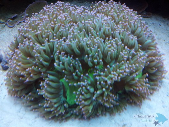 Catalaphyllia