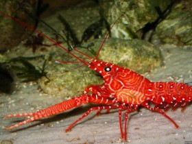 Enoplometopus holthuisi