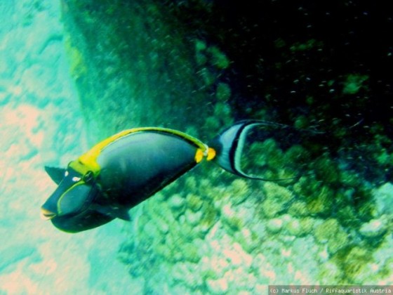 Seychellen