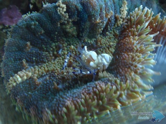 garneleinanemone2.jpg