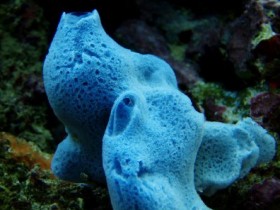 Blauer Schwamm