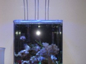 Aquarium14.12.12 011.JPG
