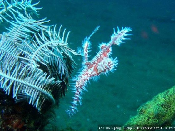 Solenostomus paradoxus - Geisterpfeifenfisch