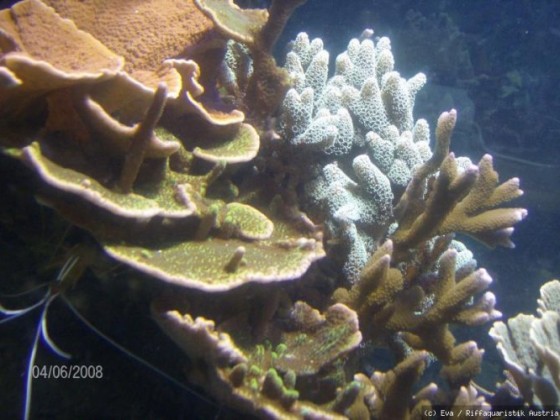 Wuchsform einer Koralle