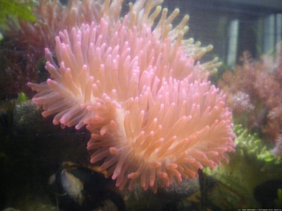 Entacmaea rot II