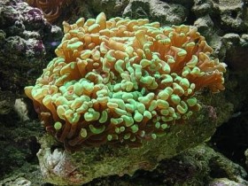 Koralle2