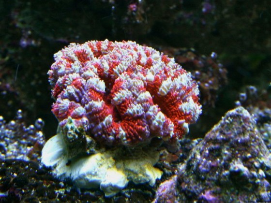 Acanthastrea sp.