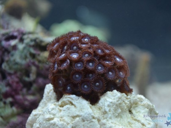 Romans Nano 60L