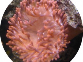 Kupferanemone
