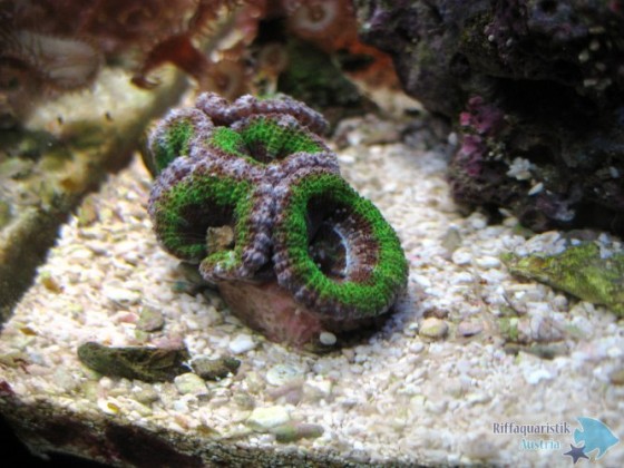 acan-greenmile1211.jpg