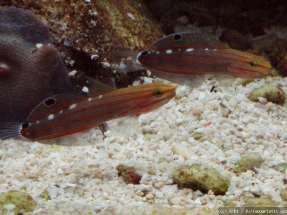 Amblygobius rainfordi
