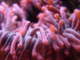 Anemone2