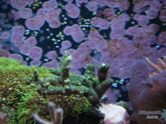 My Reef