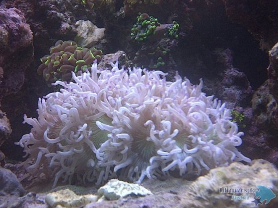Catalaphyllia