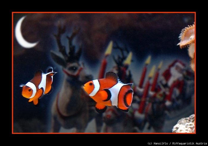 Chlownfisch hilft dem Weihnachtsmann