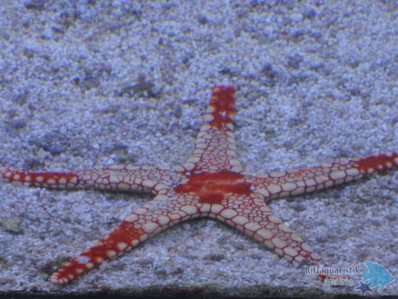 Fromia monilis.JPG