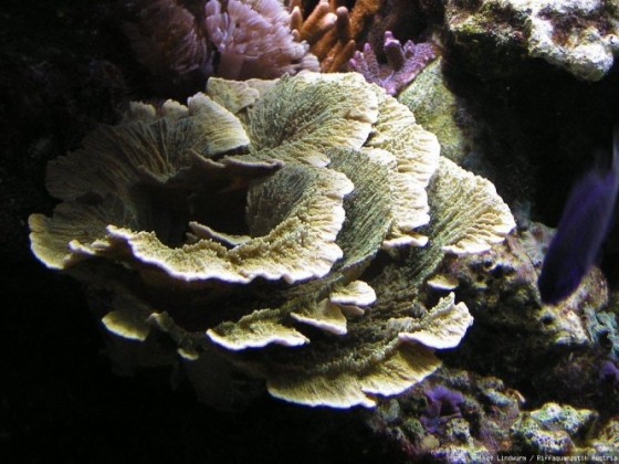Montipora Platte grün