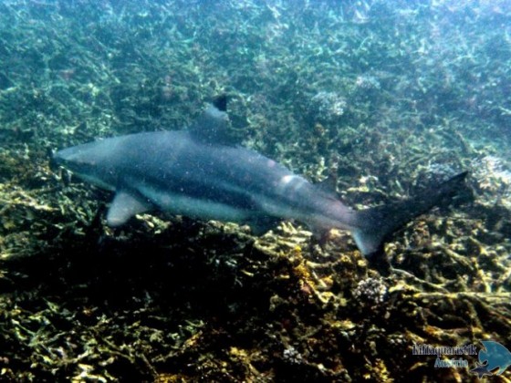 Koh Tao 2010