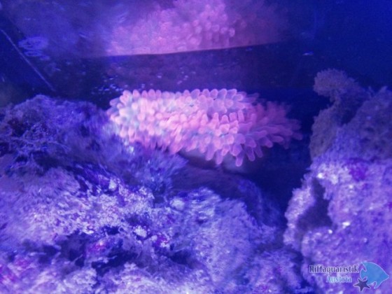 E. quadricolor