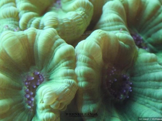 Caulastrea