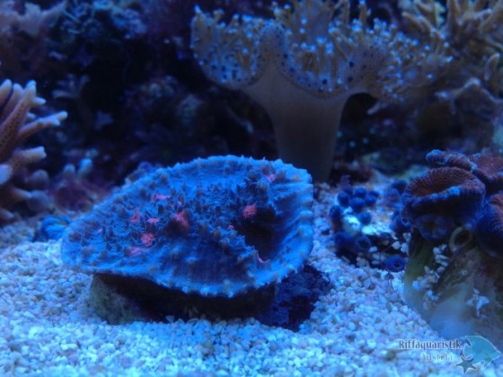 echinophyllia alien eye.JPG