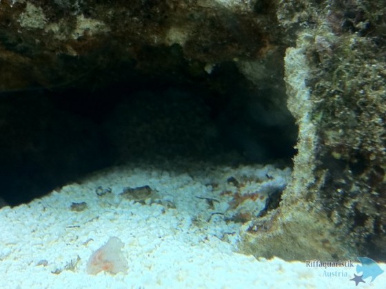 Eier (?) unter der Höhle