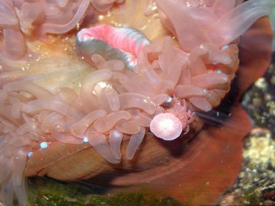 Actinia fragacea mit Nachwuchs