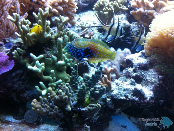 Diamant Lippfisch