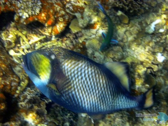 Koh Tao 2010