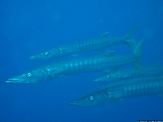 Barracudas