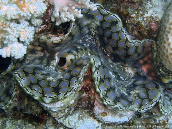 Tridacna Squamosa