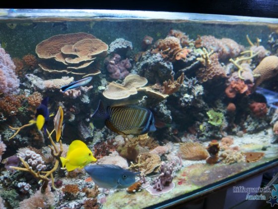 Eines meiner Meerwasser Aquarien