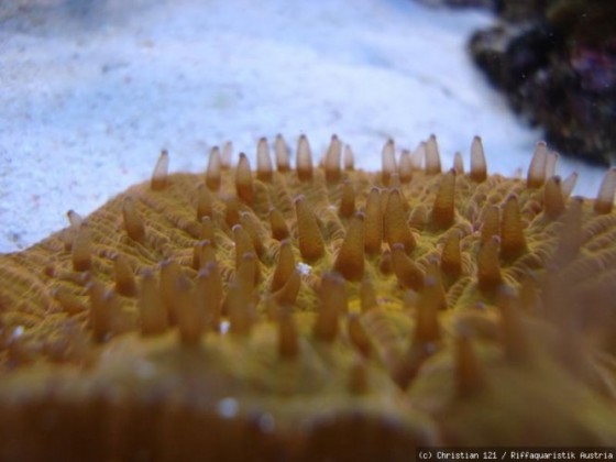 Fungi